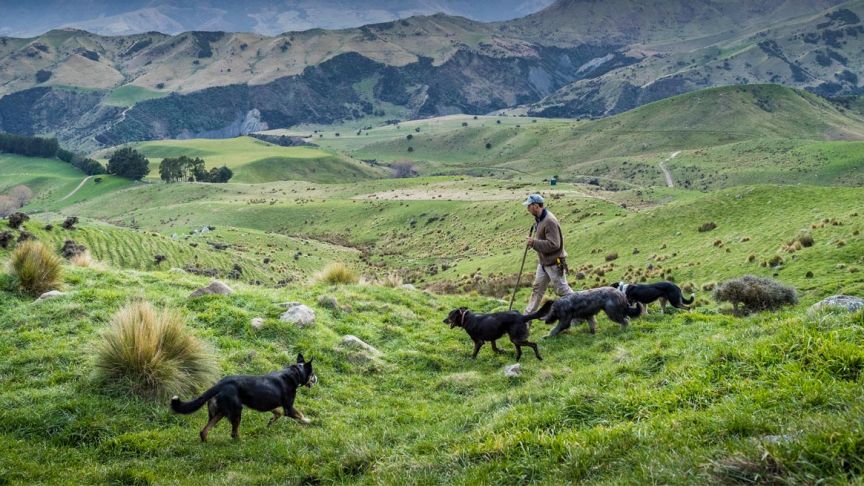 farmer with four working dogs