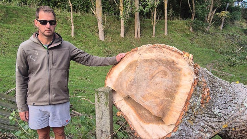 Felled tree