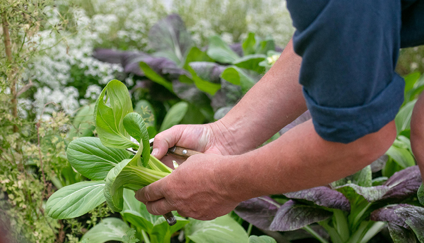 Hands picking bok choy from a garden 