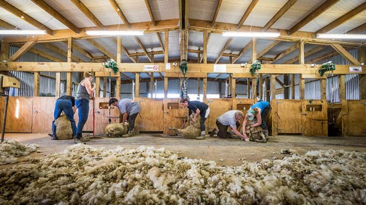 five people lined up shearing sheep 