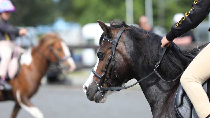 Pony Club