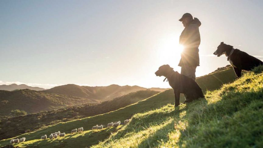 Farmer & dogs mustering sheep
