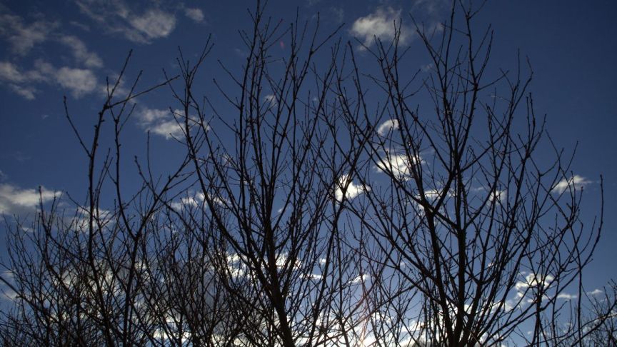 Tree branches with blue sky behind