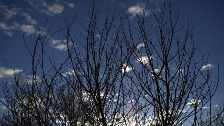 Tree branches with blue sky behind
