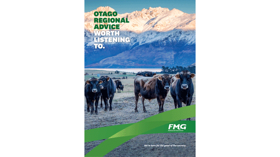 Otago cows on farm