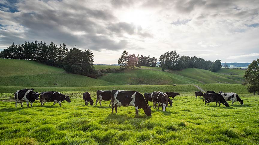 herd of dairy cows standing in paddock 