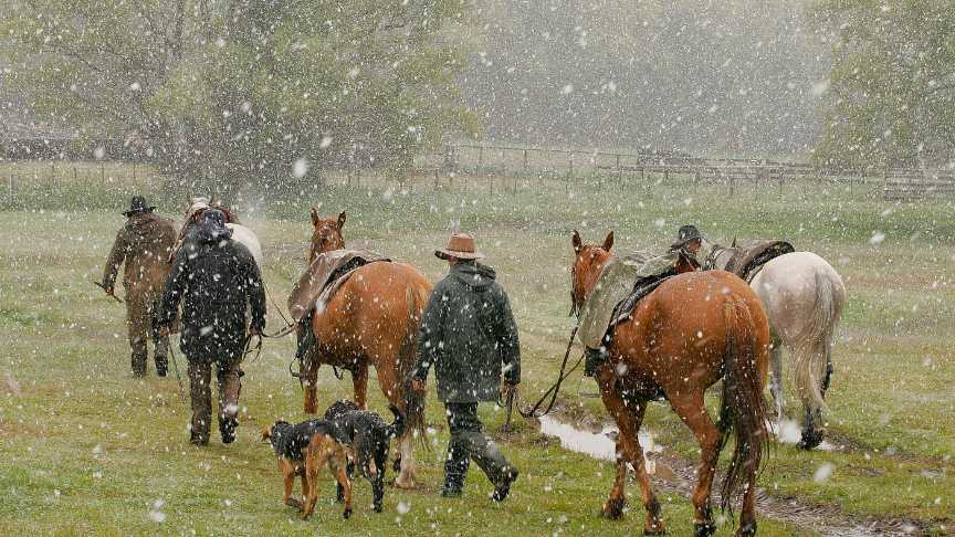horses in snow