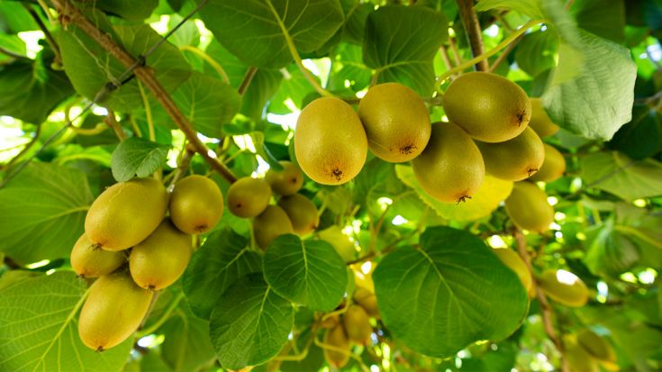 Golden kiwifruit 