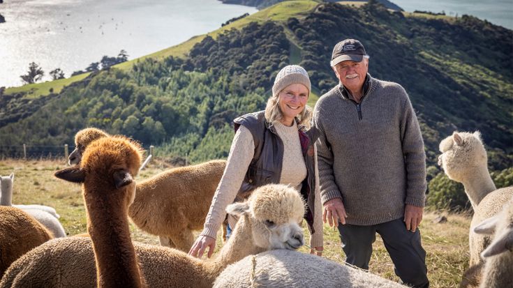 couple standing with alpacas 