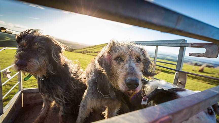 two farm dogs look through bars on open trailer 