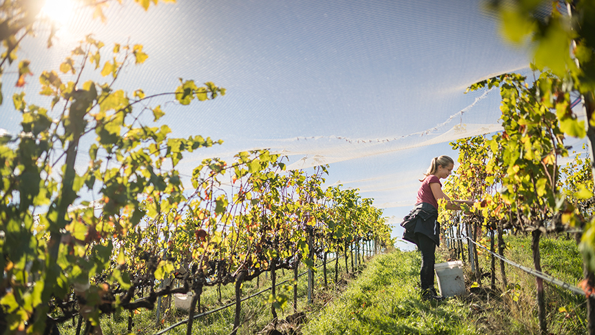 woman picking grapes off vines 