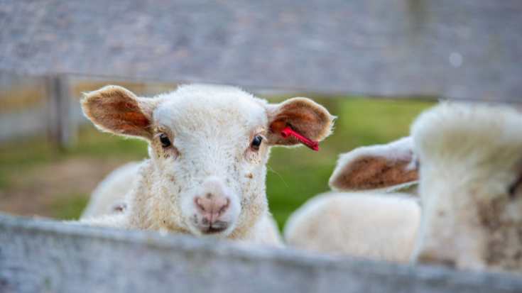 Lamb