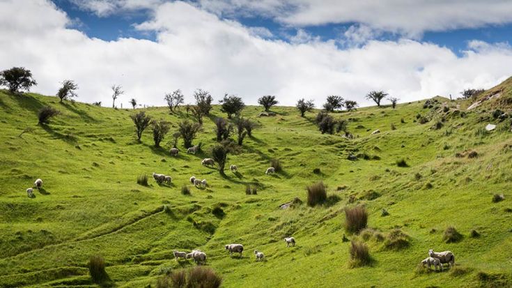 sheep grazing on green hillside 