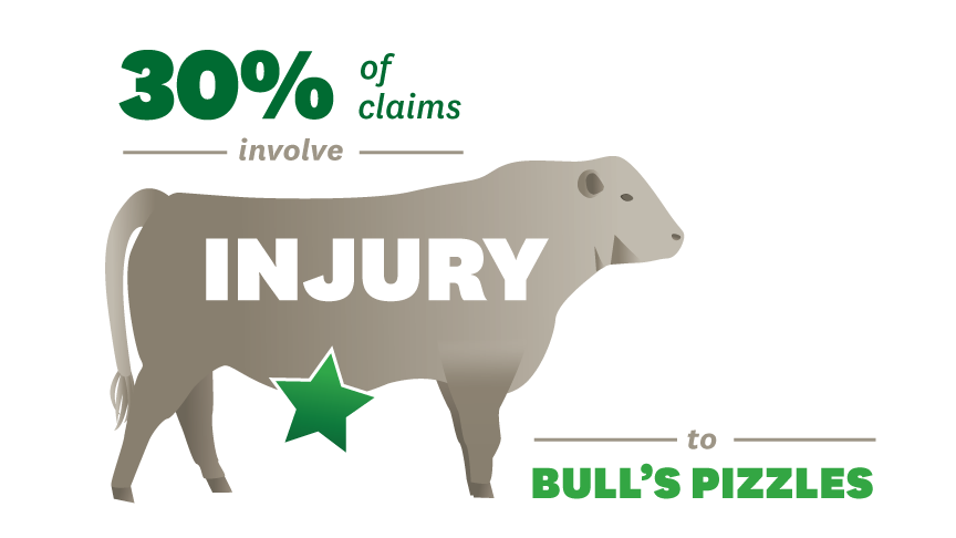 30 per cent of claims involve injury to bull's pizzles 