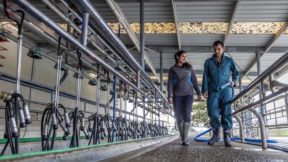 couple walking in milking shed