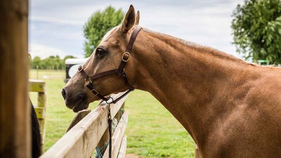 close up horse leaning over fence 