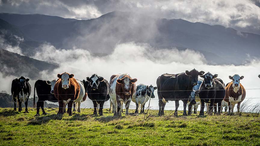 herd of cows in paddock 