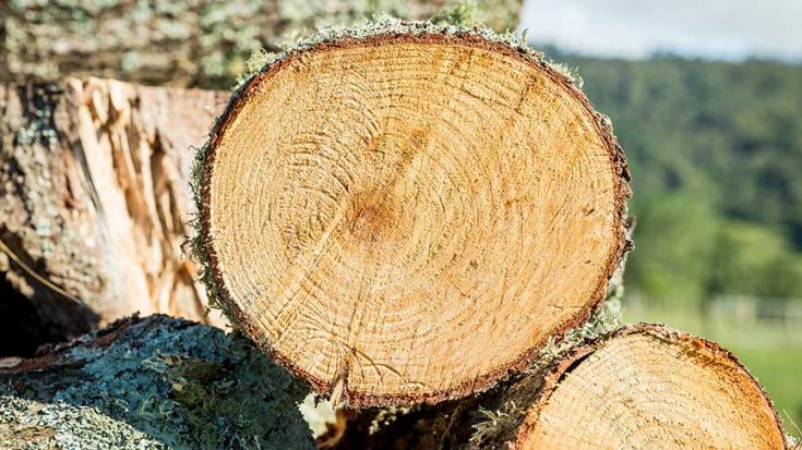 close up of cut logs