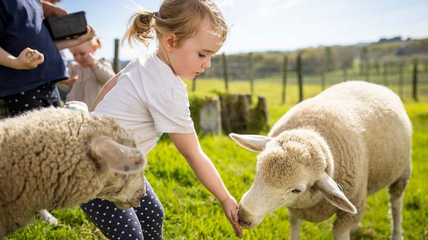 young girl hand-feeding sheep 