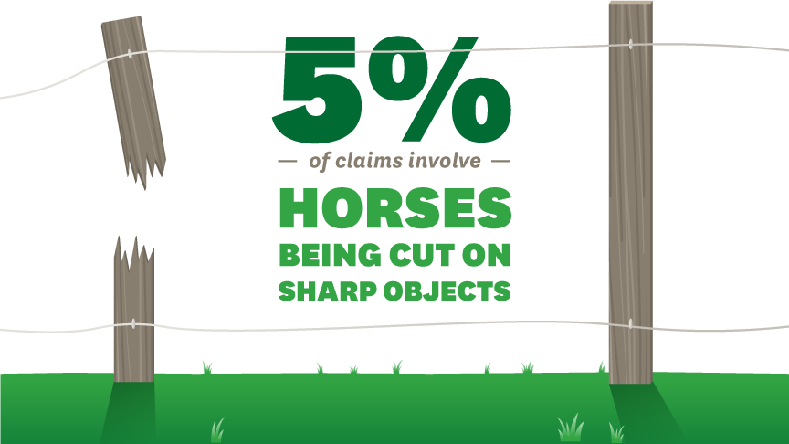 five per cent of claims involve horses being cut on sharp objects 