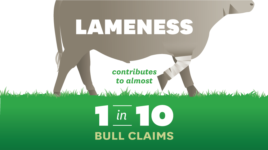 lameness contributes to almost one in 10 bull claims 