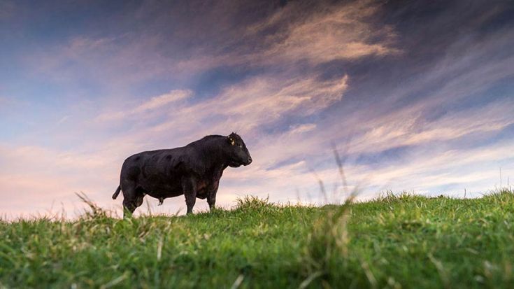 black bull on a farm