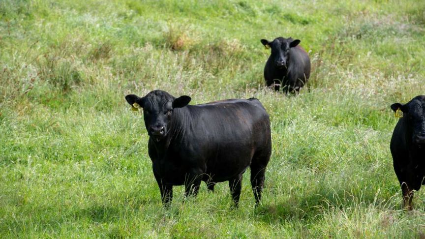 Angus Bulls
