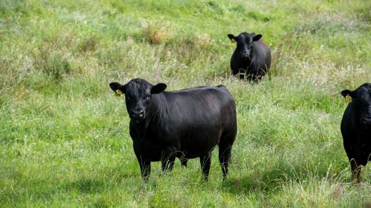 Angus Bulls