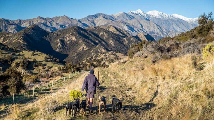farmer walking with four farm dogs towards mountains in background 