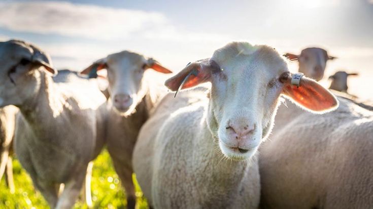 Close up of sheep looking to camera standing in herd 