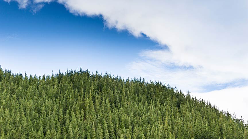 landscape of pine trees 