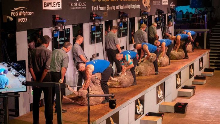 line of men shearing sheep on platform wearing Farmstrong singlets