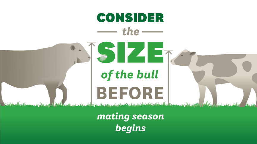 consider the size of the bull before mating season begins