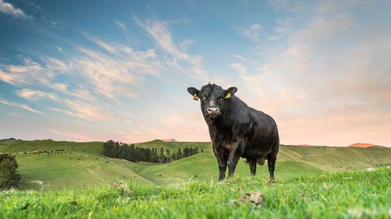 black bull on a farm