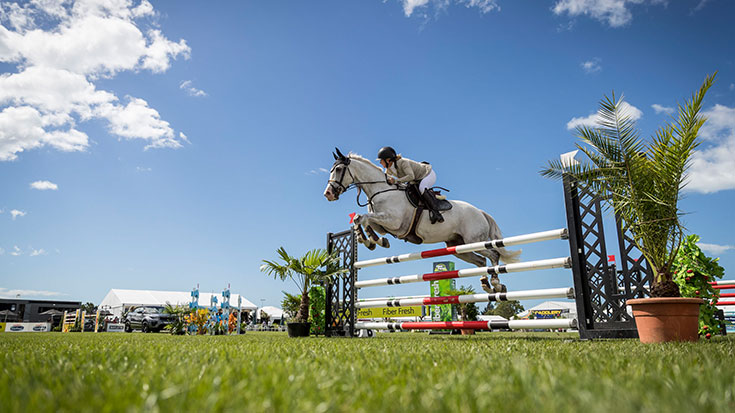 White horse showjumping over fence in competition 