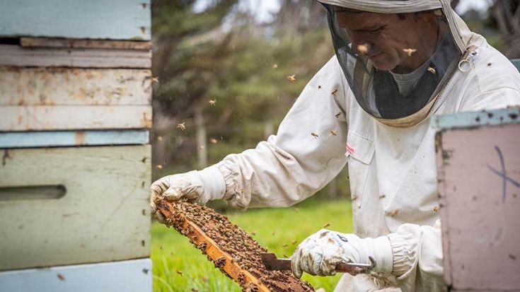 beekeeper holding tray with honey bees next two wooden hives 