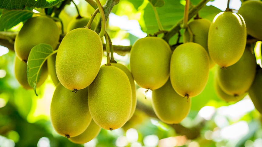 close up of kiwifruit on tree