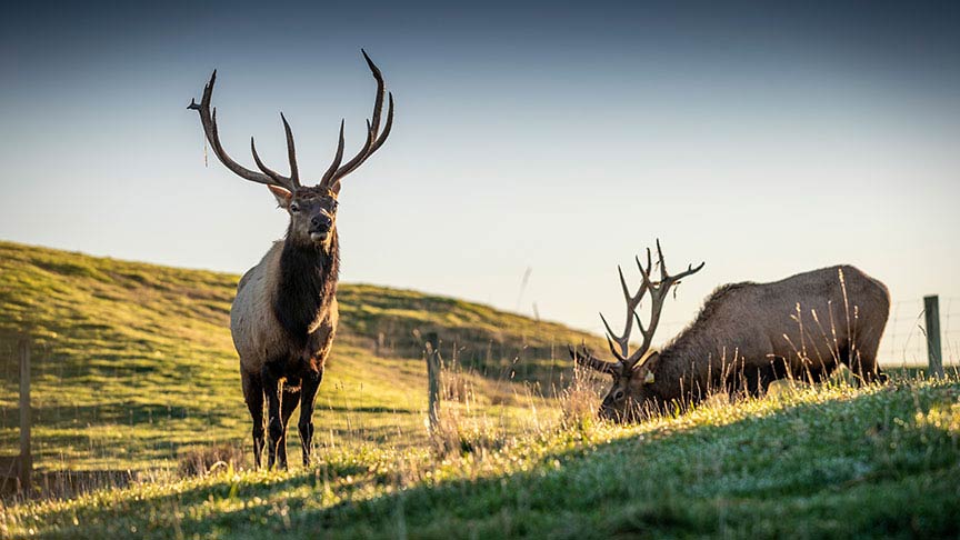 2 stags on a hill