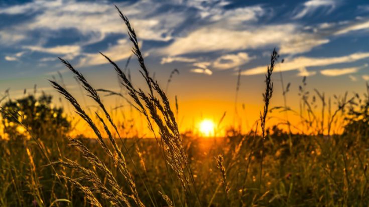 Sun setting through reeds at beach 