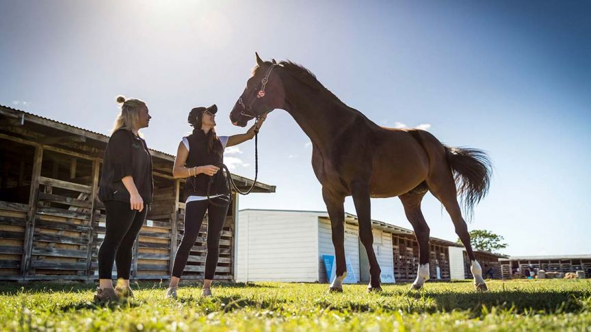 two women standing next to large brown horse 