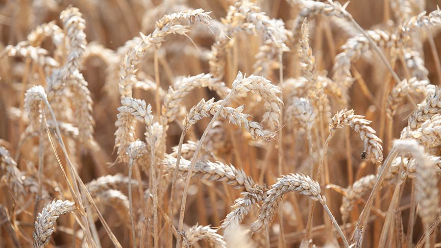 close up of wheat crop 