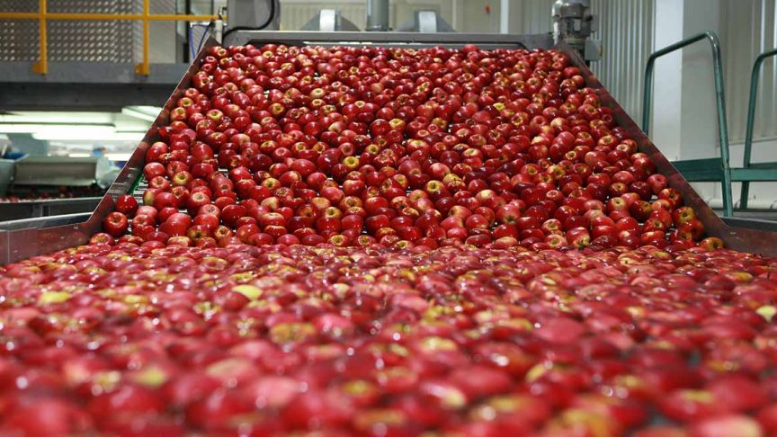 Picked red apples on conveyor belt 