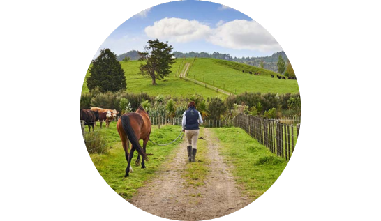 Woman walking horse 