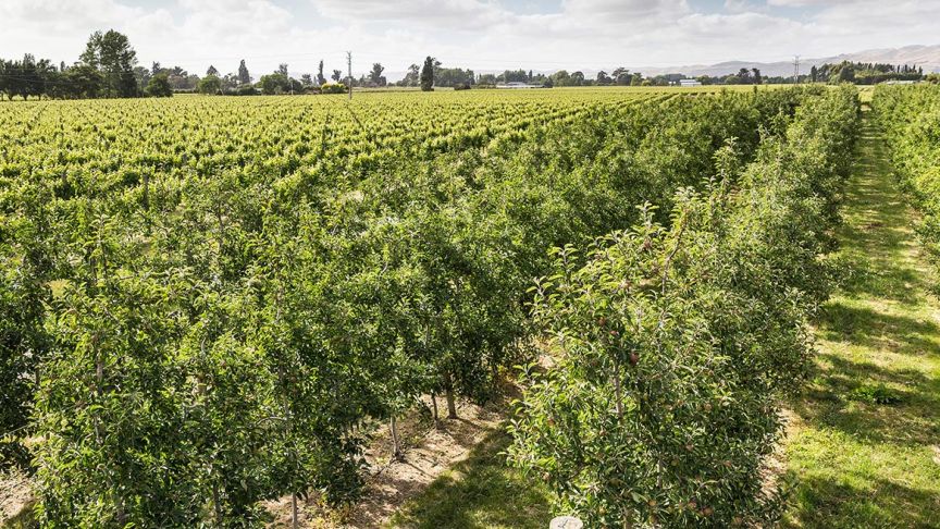 rows of citrus fruit trees 