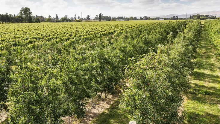 rows of citrus fruit trees