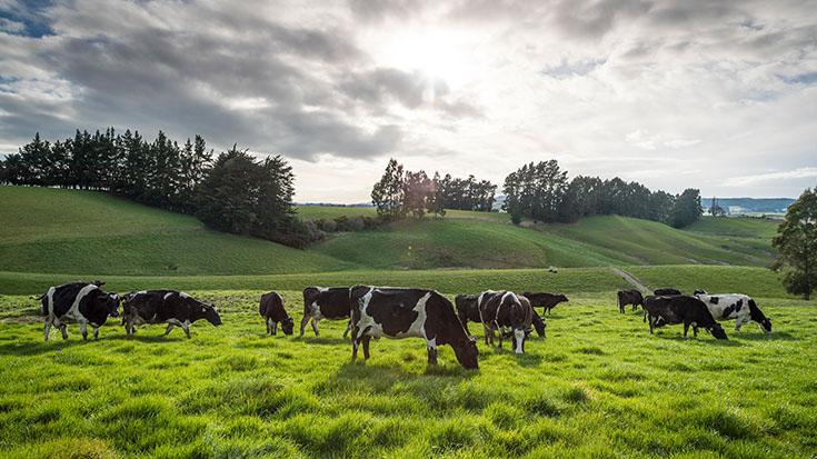 Herd of dairy cows grazing in paddock 