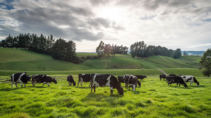 Herd of dairy cows grazing in paddock