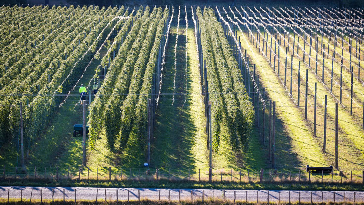 rows of hops