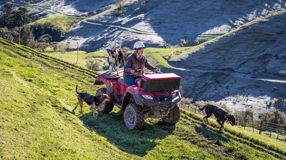 man riding quad bike with farm dogs alongside 