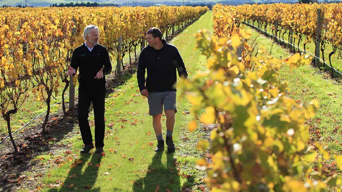 FMG adviser walking and talking with man in grapevines 